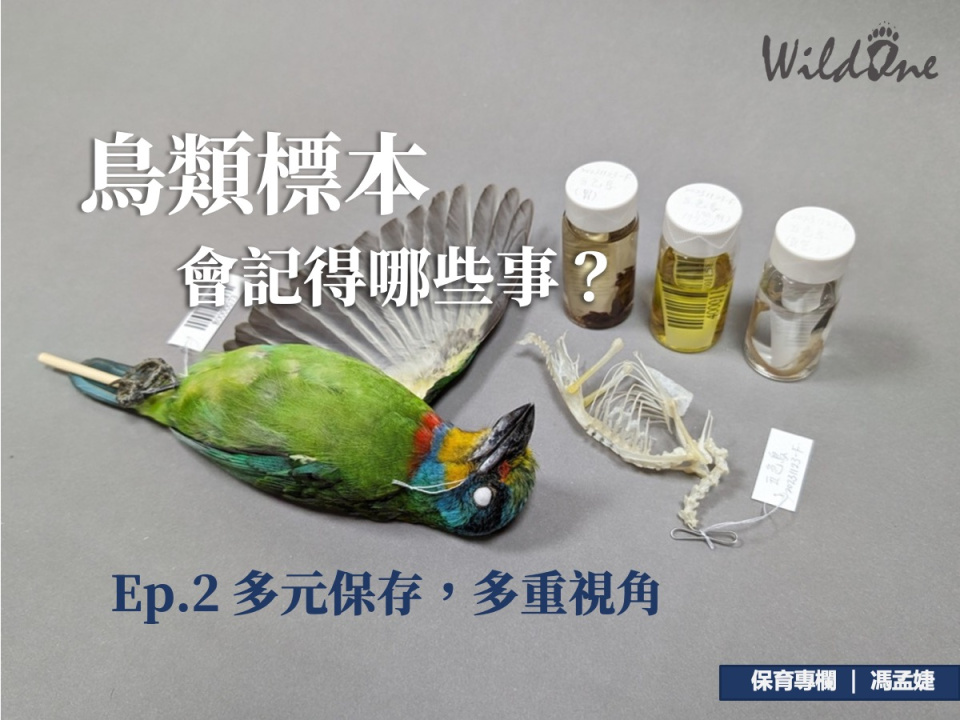 鳥類標本會記得哪些事？| Ep.2 多元保存，多重視角| 社團法人臺灣野灣