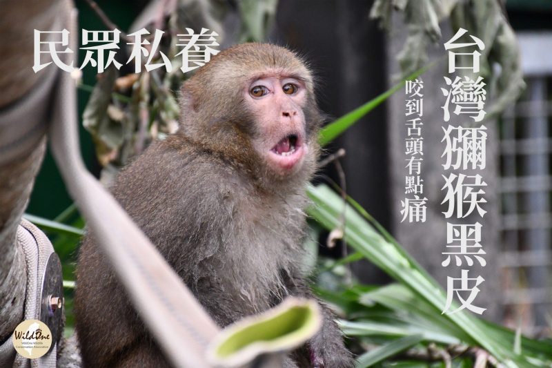 【台灣獼猴野訓中】-2_0.jpg