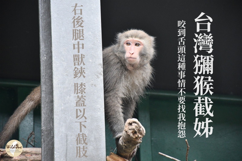 【台灣獼猴野訓中】-4_0.jpg