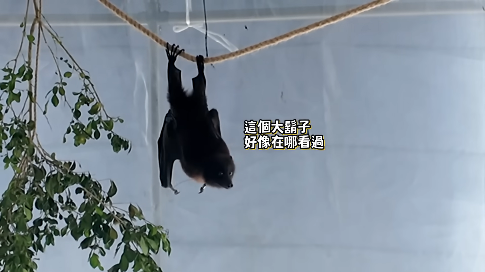 2025年許伯簡芝 蝠寶.png