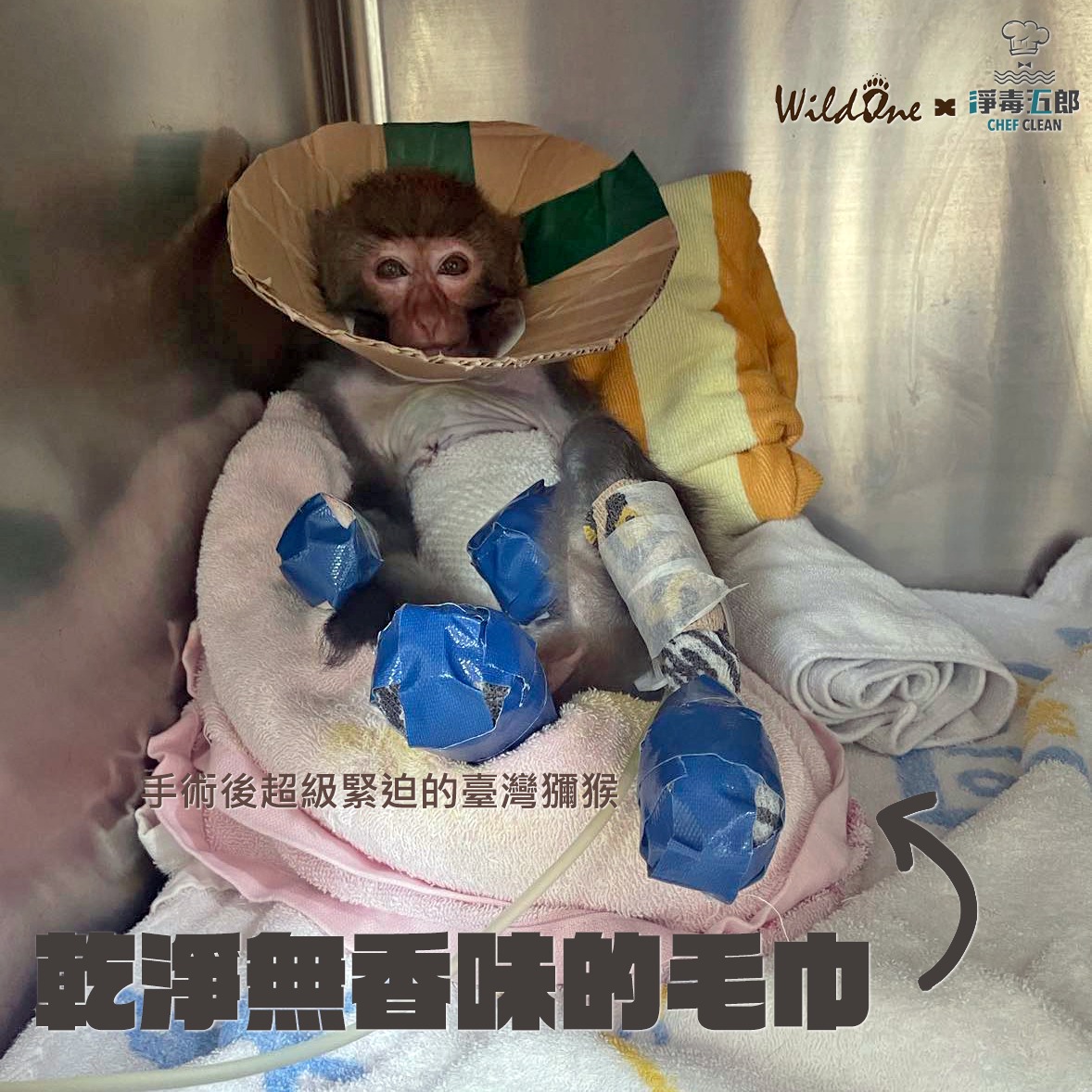 重點是那些野生動物腳下的毛巾 ▋野灣X淨毒五郎2.jpeg