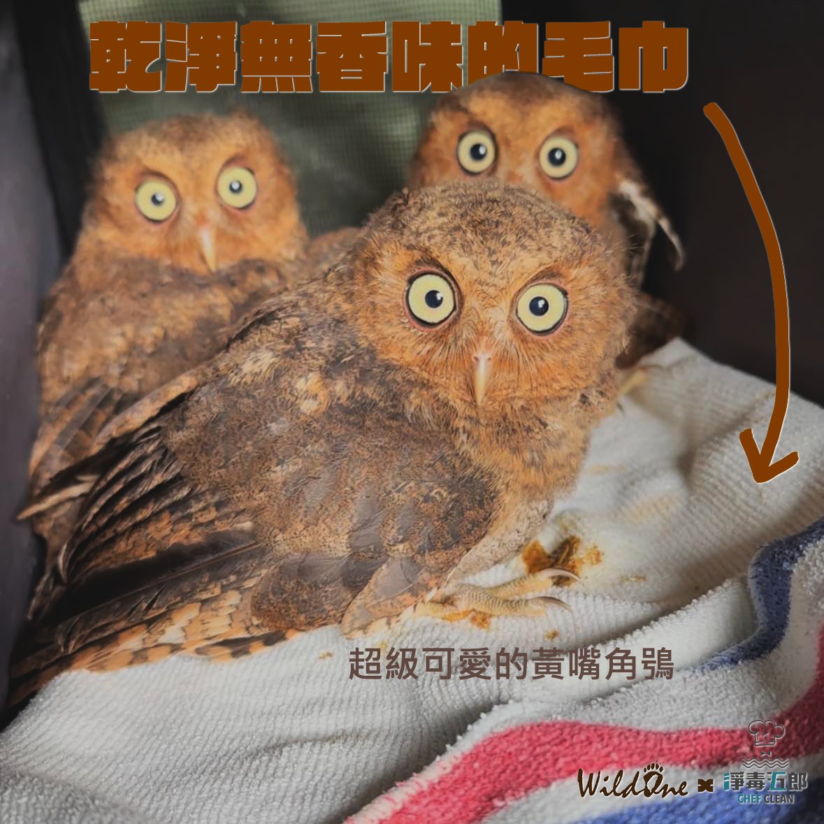 重點是那些野生動物腳下的毛巾 ▋野灣X淨毒五郎4.jpeg