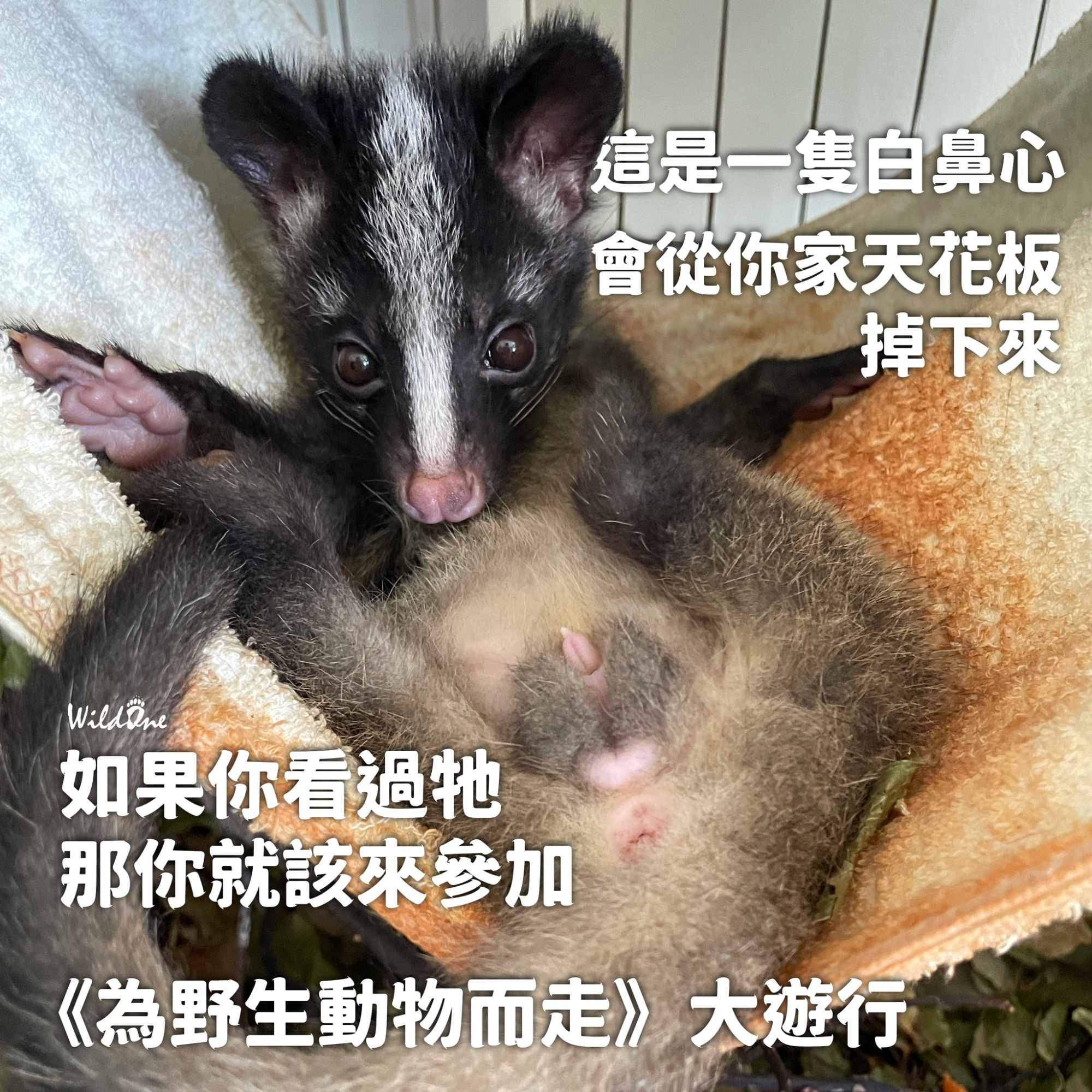 2023為野生動物而走 值得你一同相挺01.jpeg